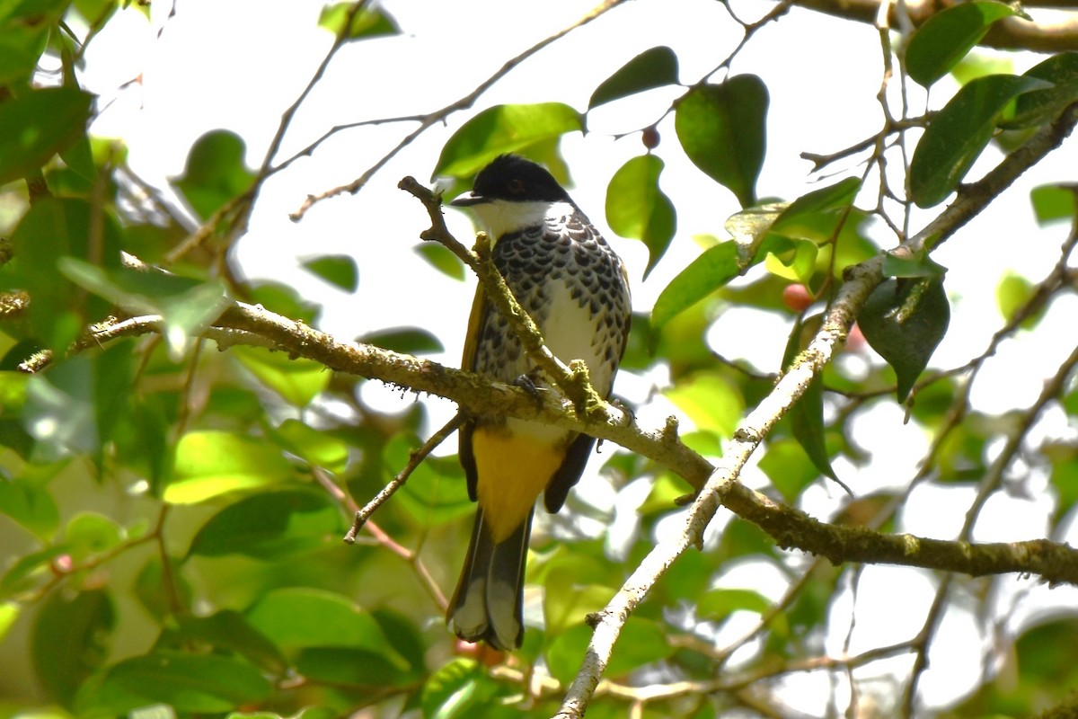 Bulbul écaillé - ML647083740