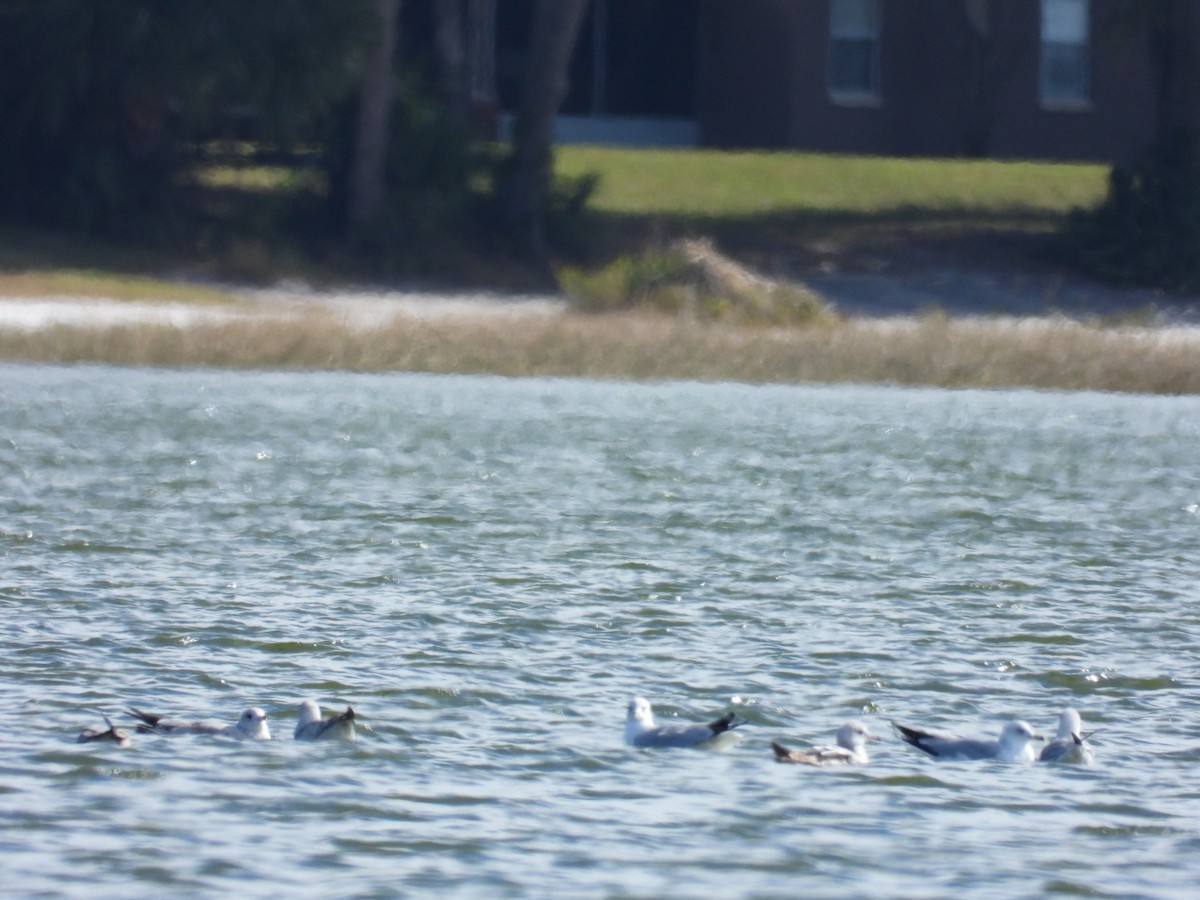 Forster's Tern - ML647083741