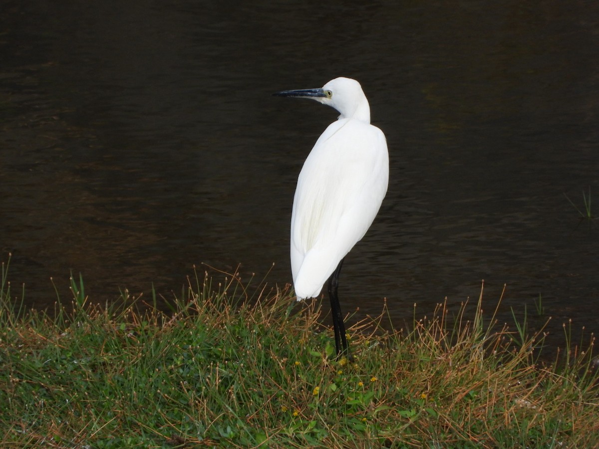 Little Egret - ML647083742