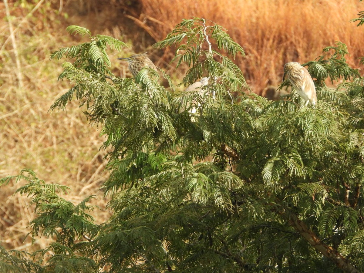 Indian Pond-Heron - ML647083752