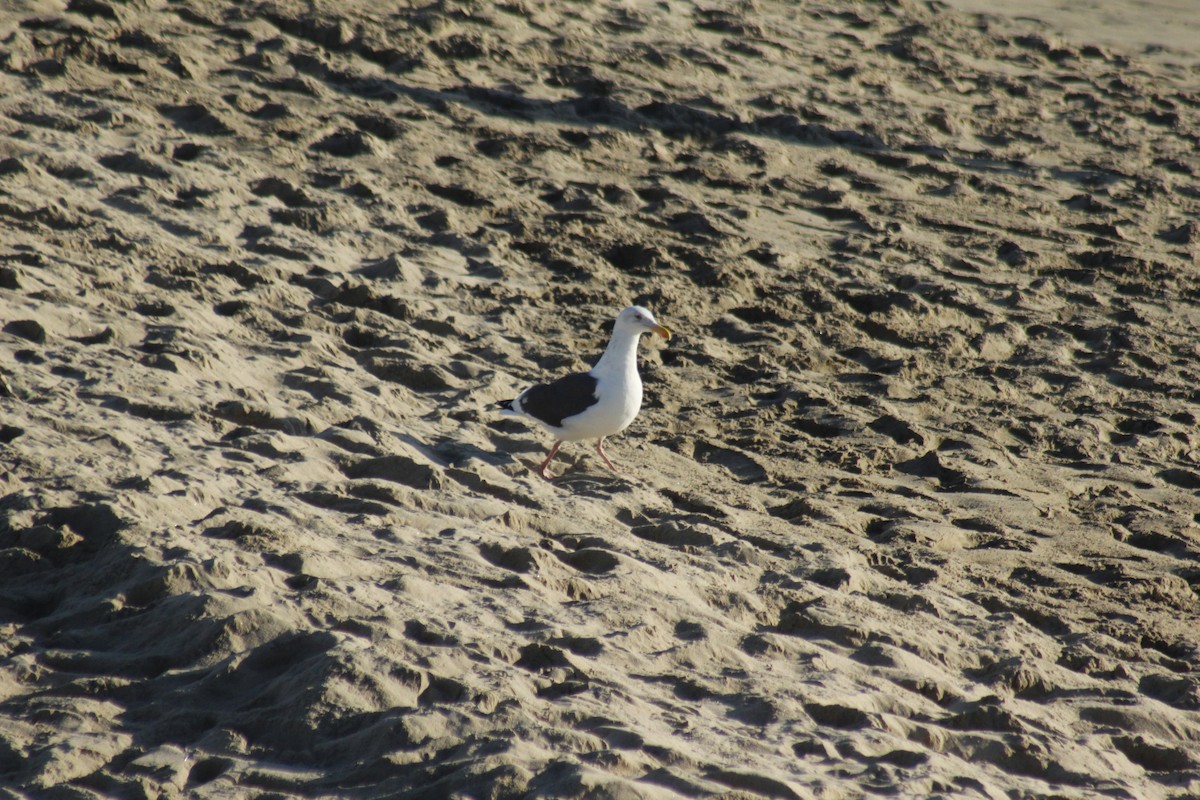 racek západní - ML647083753