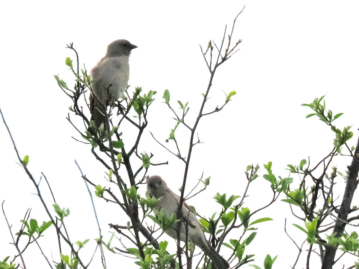 Northern Gray-headed Sparrow - ML647083756