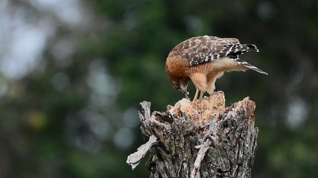 Red-shouldered Hawk - ML647083757