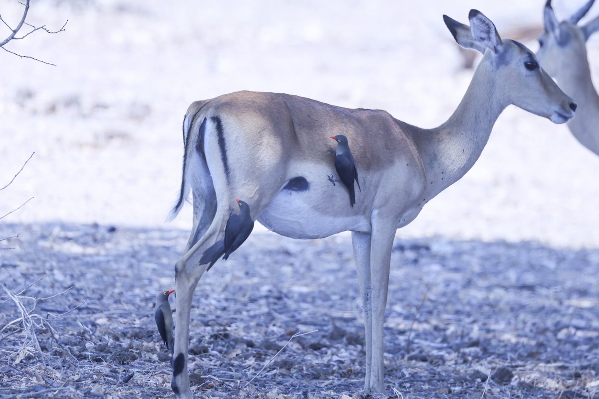 rødnebboksehakker - ML647083759