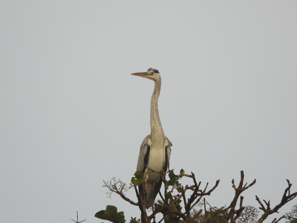 Gray Heron - ML647083777
