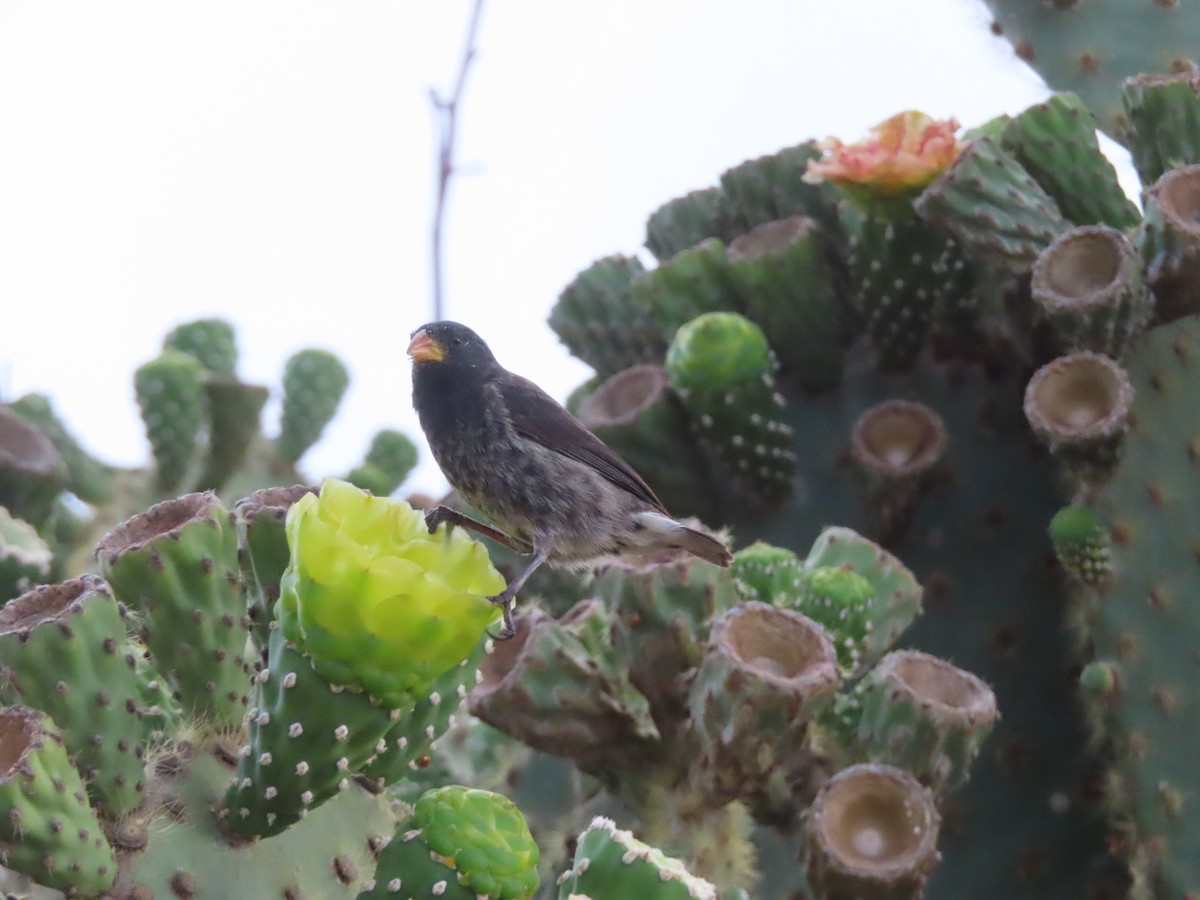 Common Cactus-Finch - ML647083782