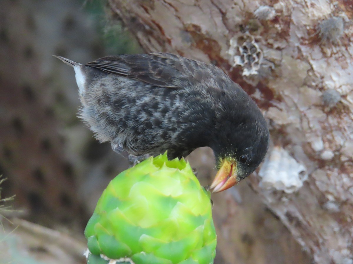Common Cactus-Finch - ML647083783