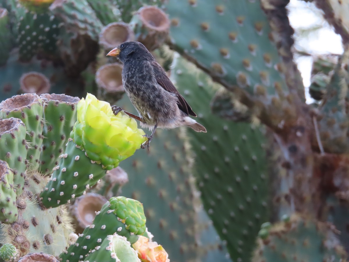 Common Cactus-Finch - ML647083784