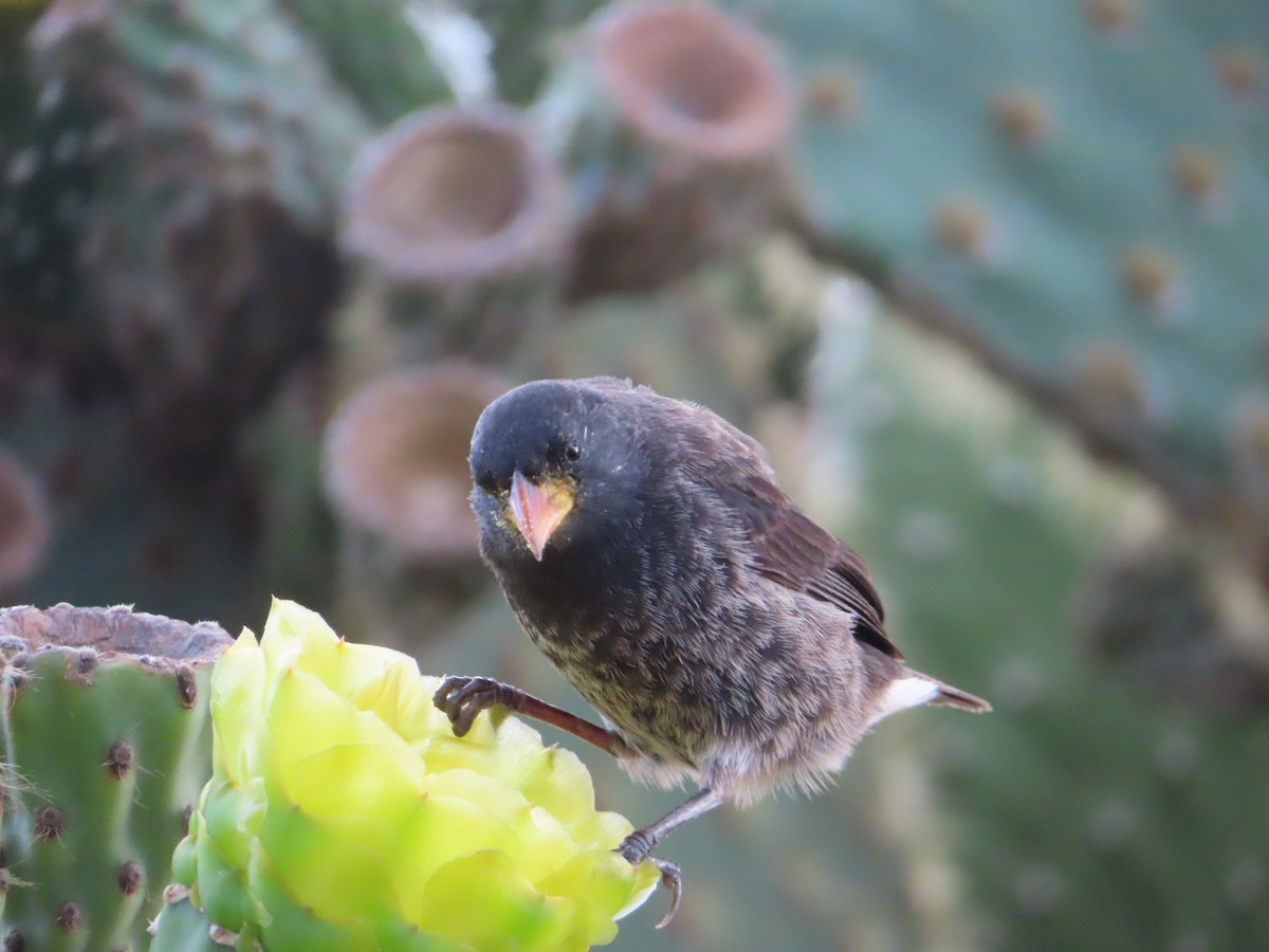 Common Cactus-Finch - ML647083785