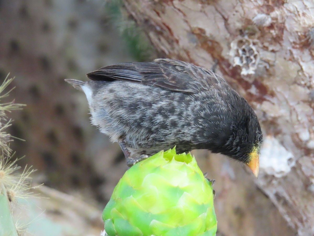Common Cactus-Finch - ML647083786