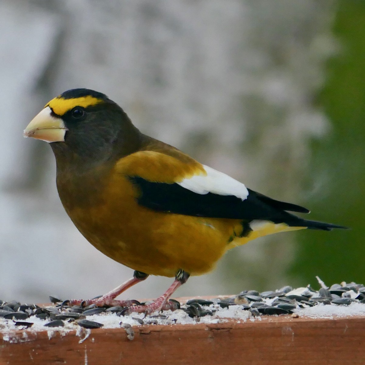 Evening Grosbeak - ML647083788