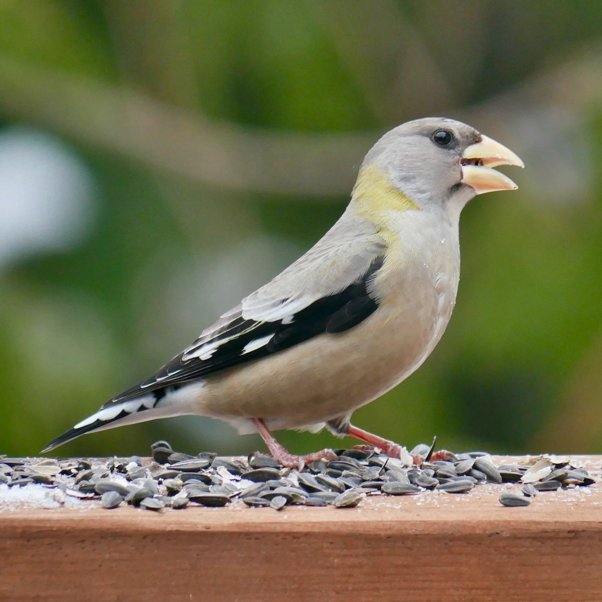 Evening Grosbeak - ML647083789
