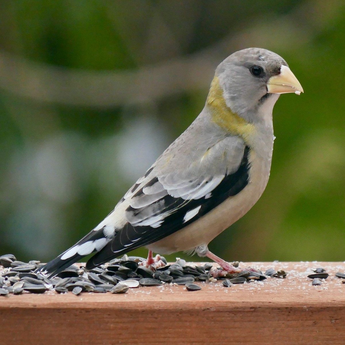 Evening Grosbeak - ML647083790