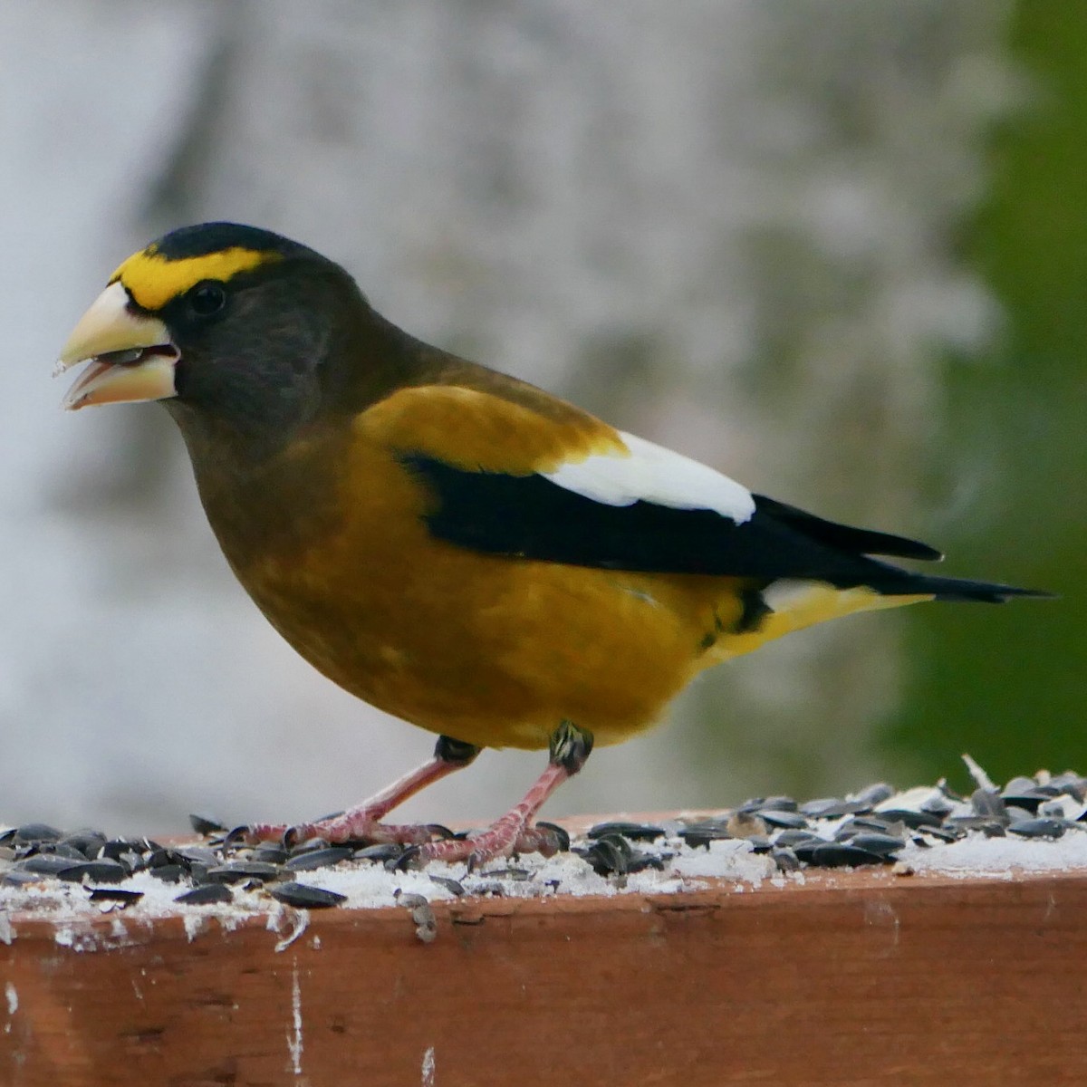 Evening Grosbeak - ML647083791