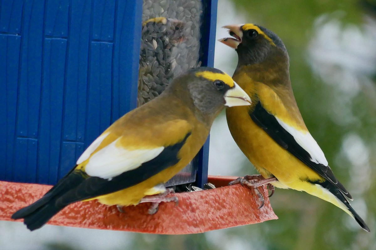 Evening Grosbeak - ML647083792