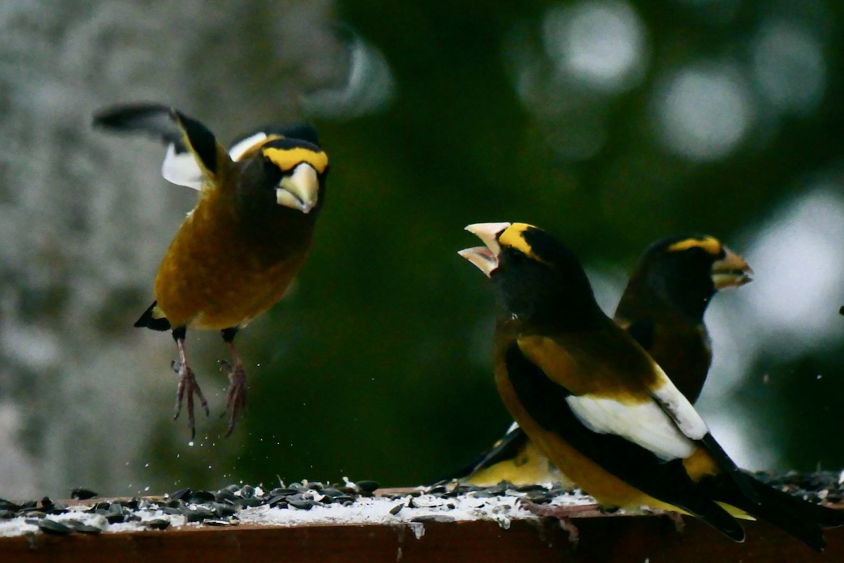 Evening Grosbeak - ML647083793