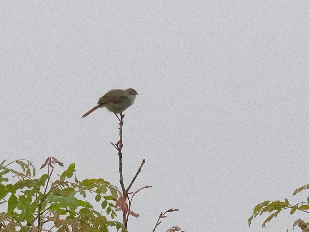 Tawny-flanked Prinia - ML647083795