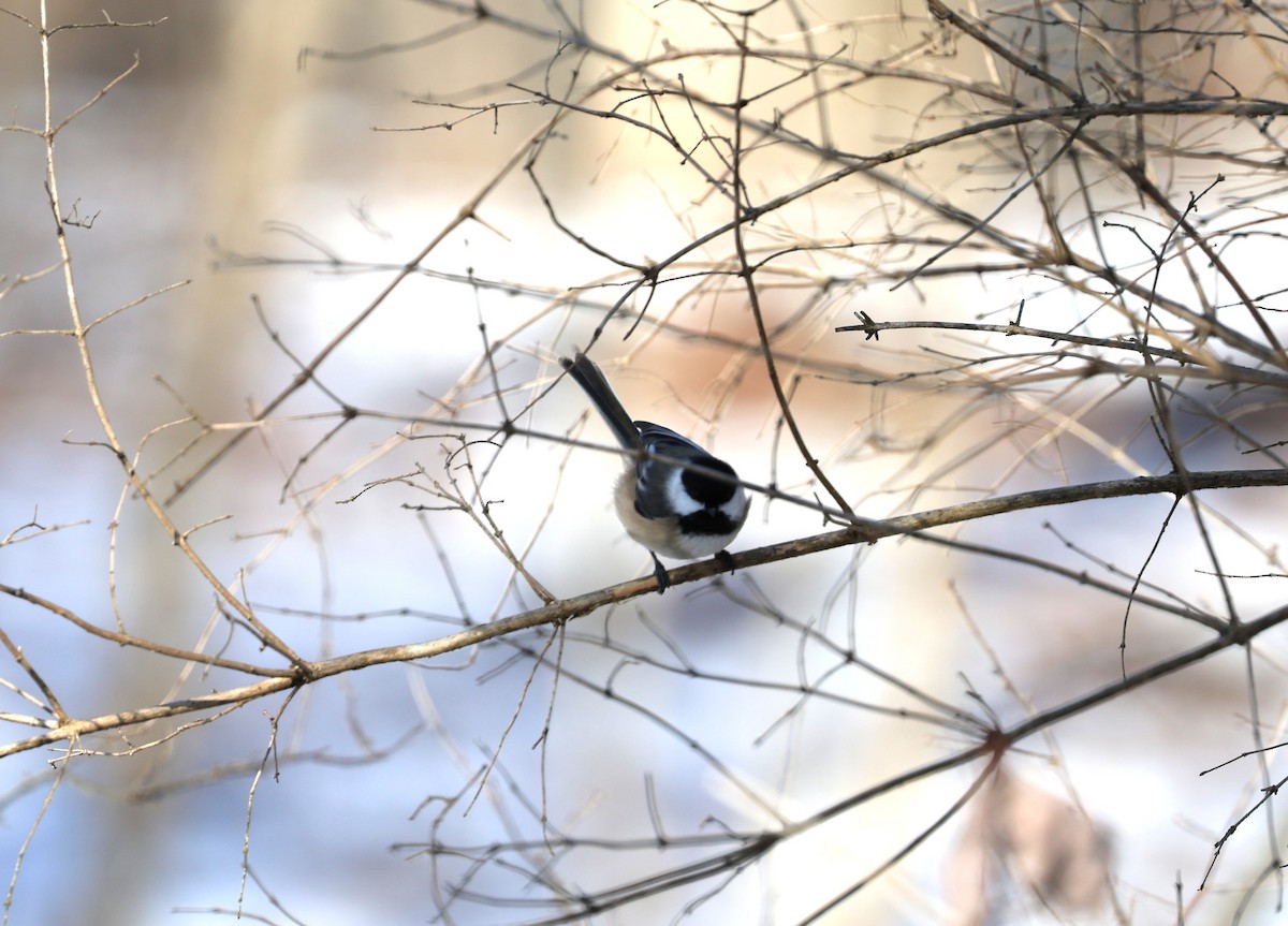 Black-capped Chickadee - ML647083796