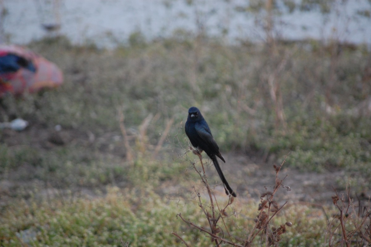 Black Drongo - ML647083797