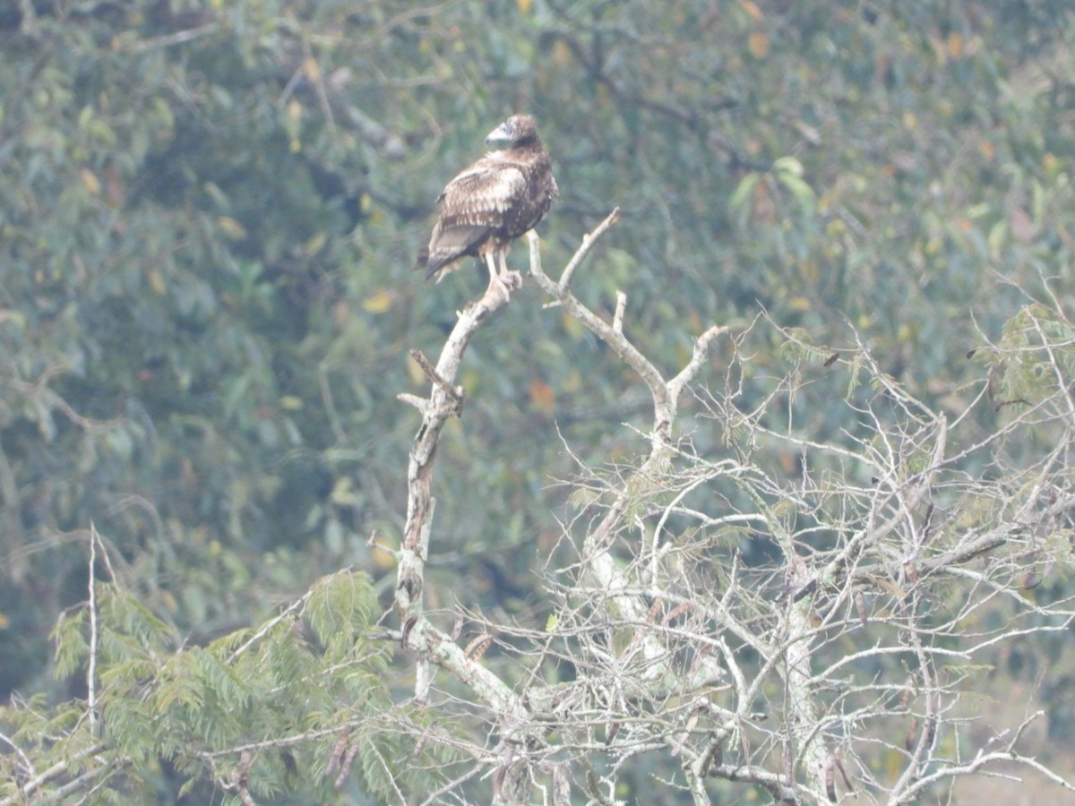Egyptian Vulture - ML647083808