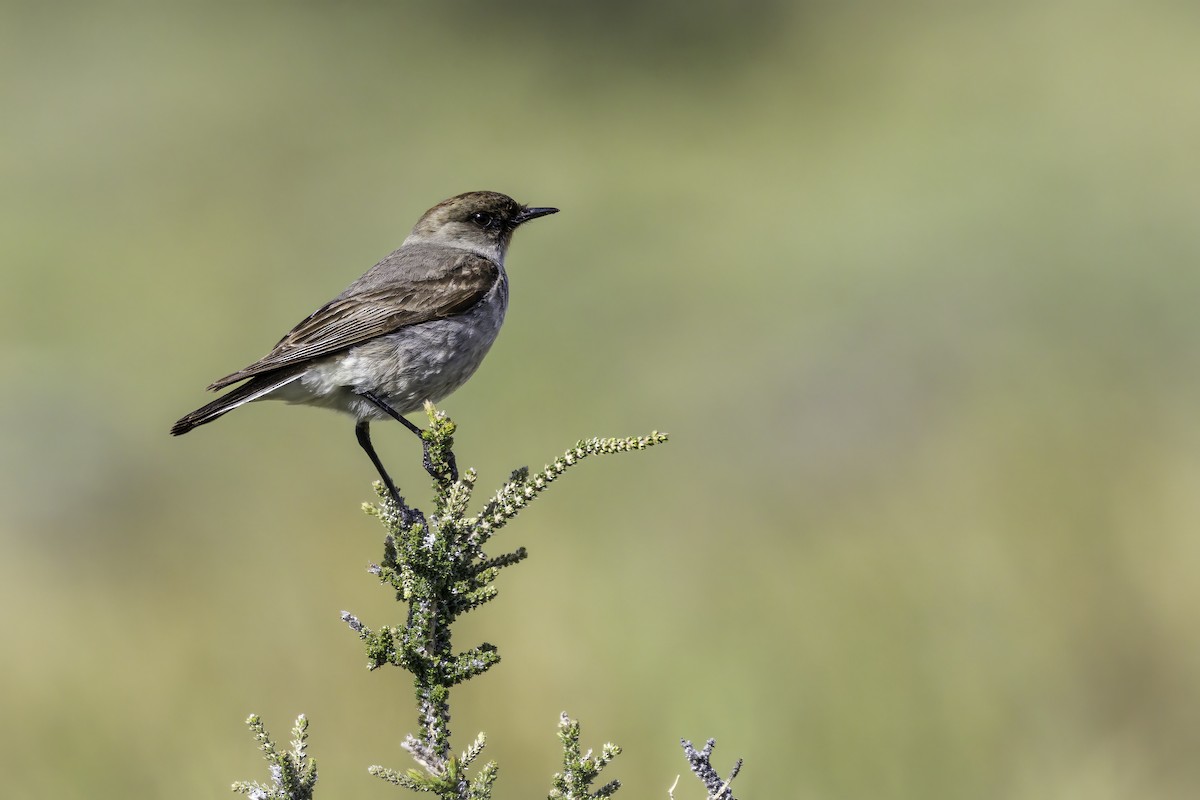 Dark-faced Ground-Tyrant - ML647083814