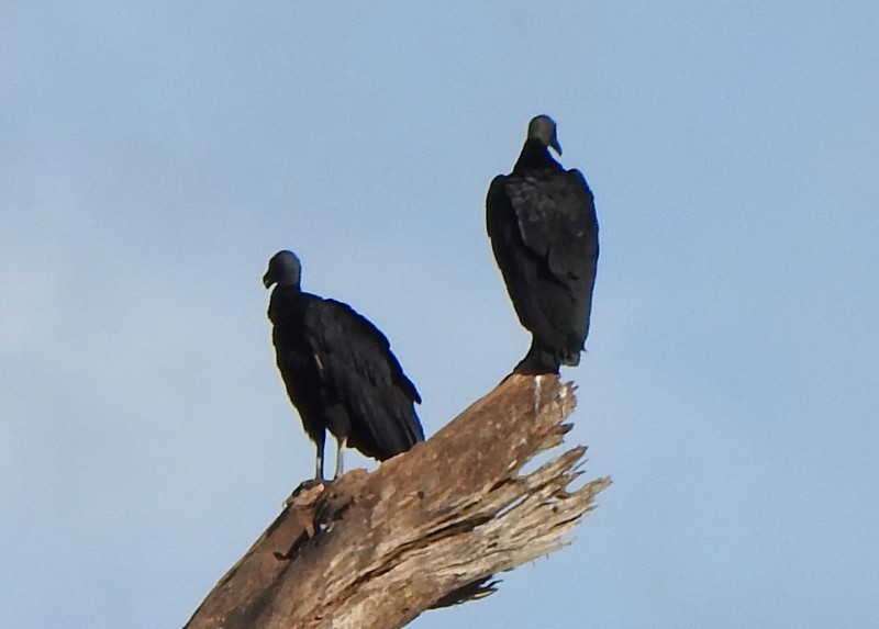 Black Vulture - ML647083820