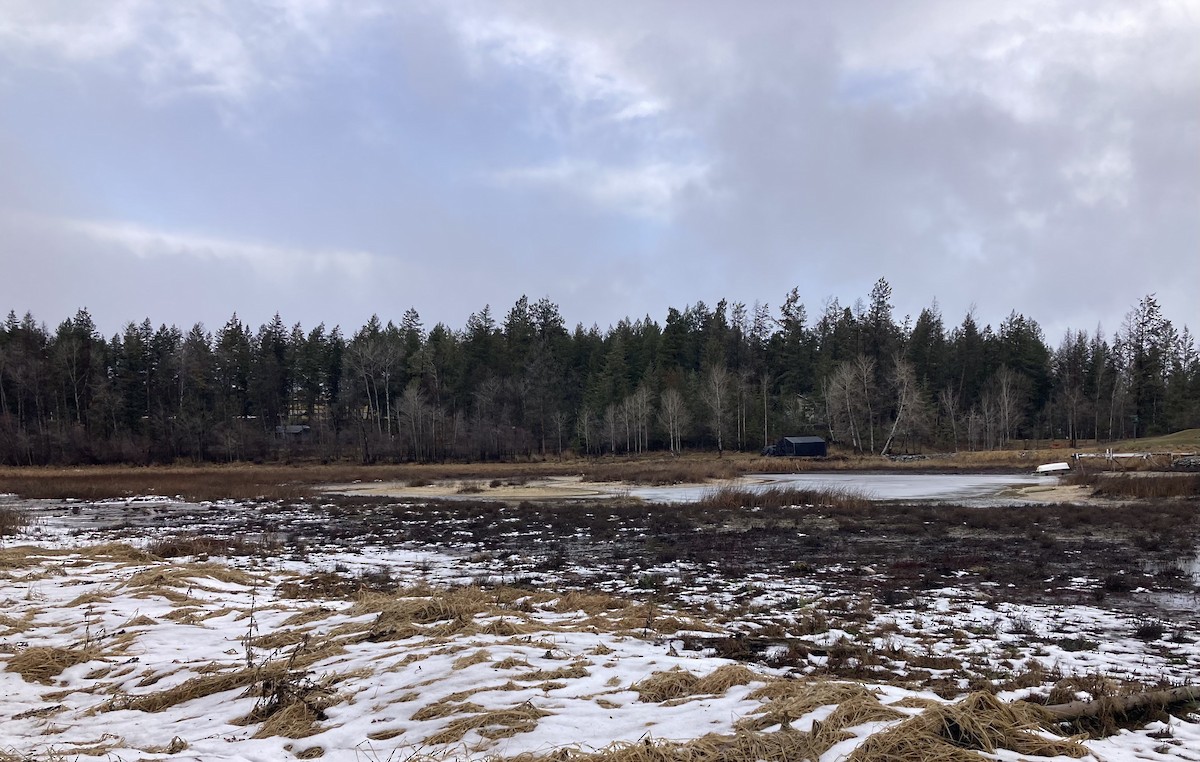 Stockente - ML647083823