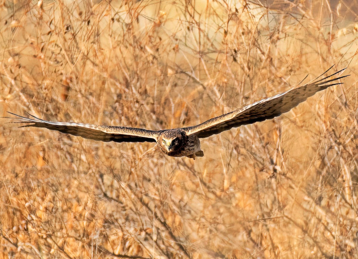 Лунь американський - ML647083827