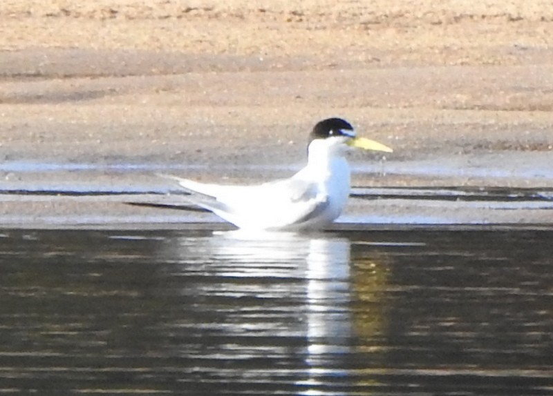 Амазонская крачка - ML647083828