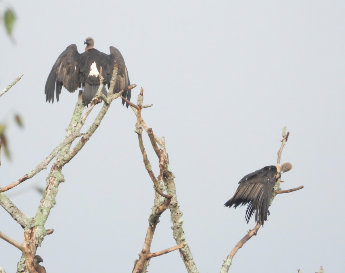 White-rumped Vulture - ML647083837