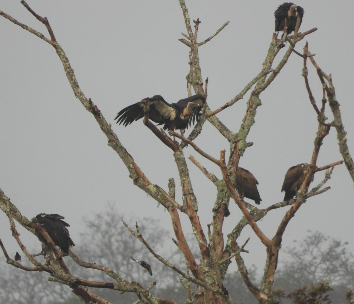 White-rumped Vulture - ML647083838