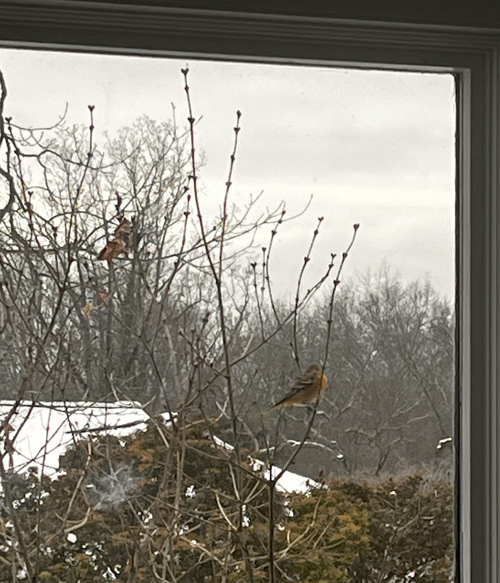 Baltimore Oriole - ML647083841