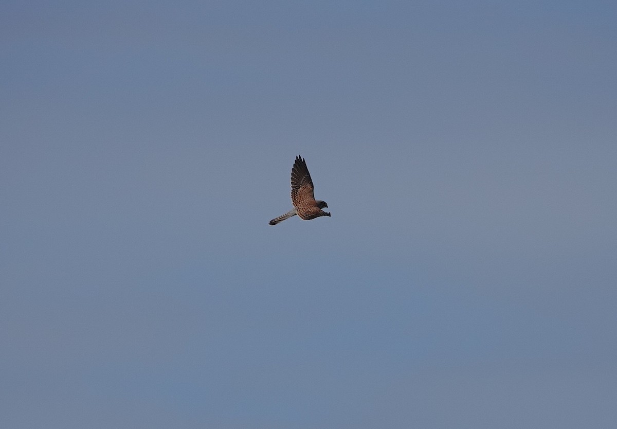 בז מצוי - ML647083850