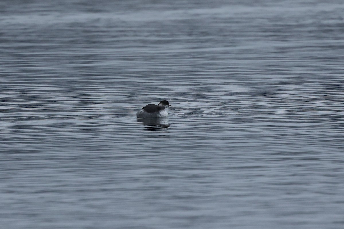 Eared Grebe - ML647083856