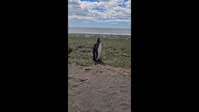 King Penguin - ML647083860