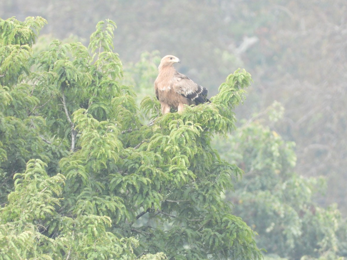 Tawny Eagle - ML647083865
