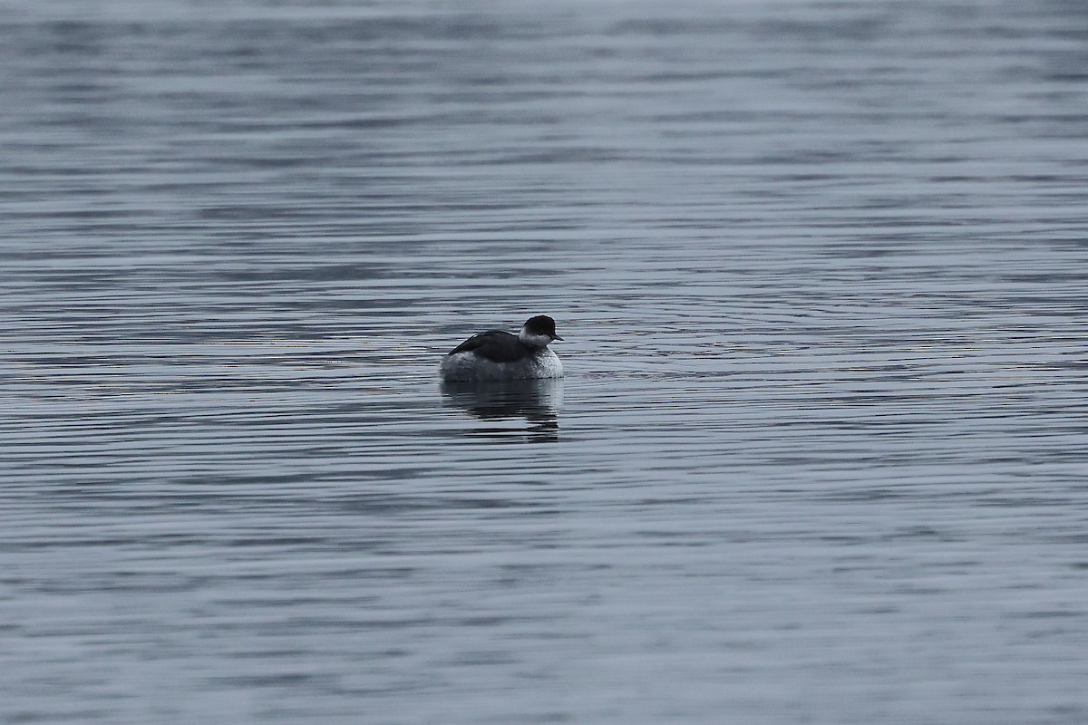 Eared Grebe - ML647083872