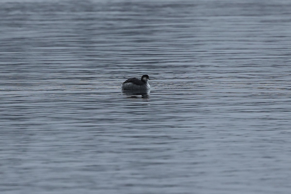 Eared Grebe - ML647083873