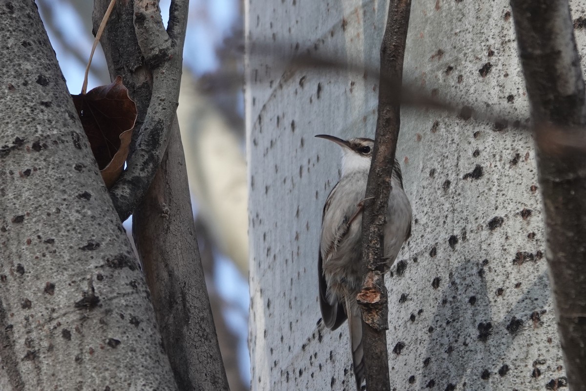 タンシキバシリ - ML647083882