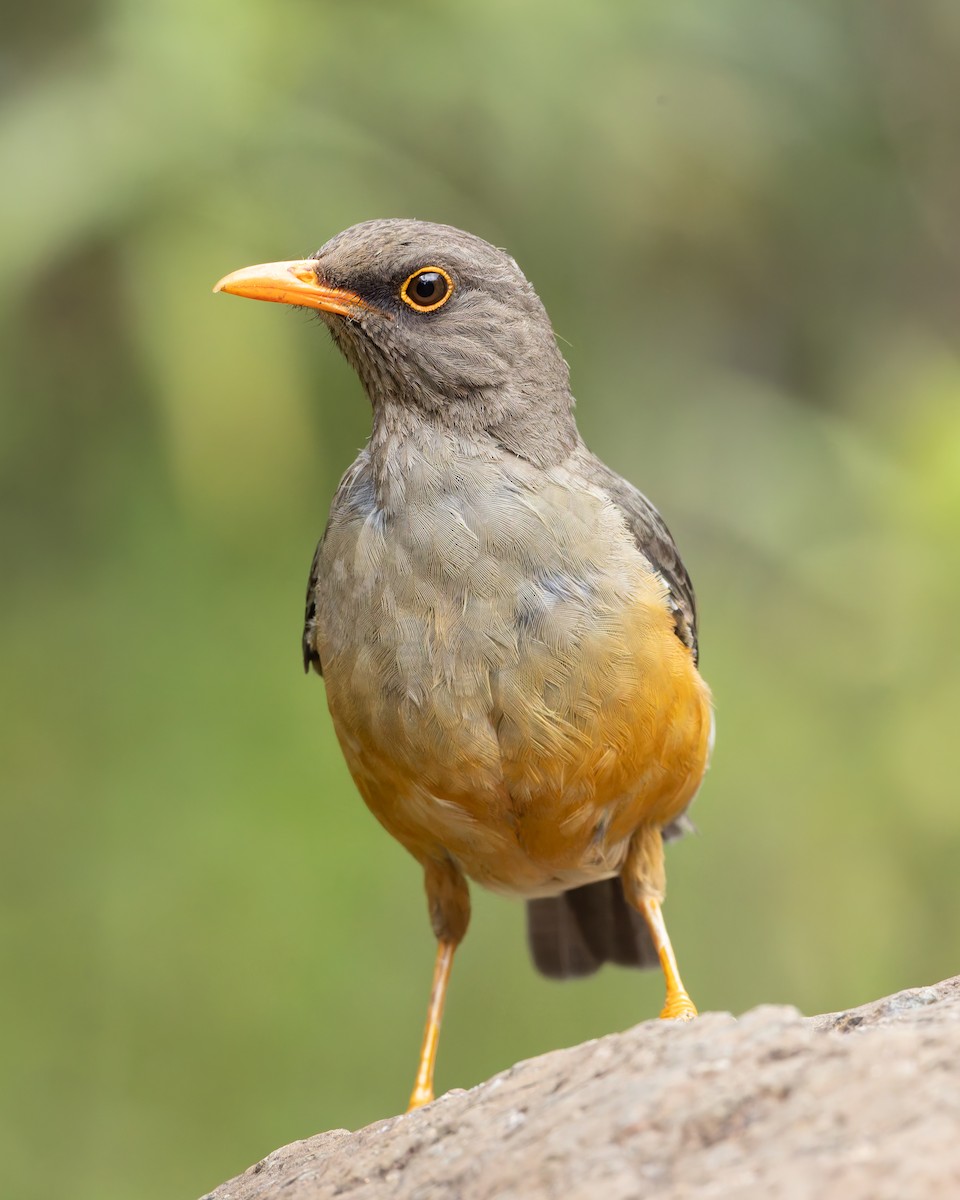 Эфиопский дрозд - ML647083883