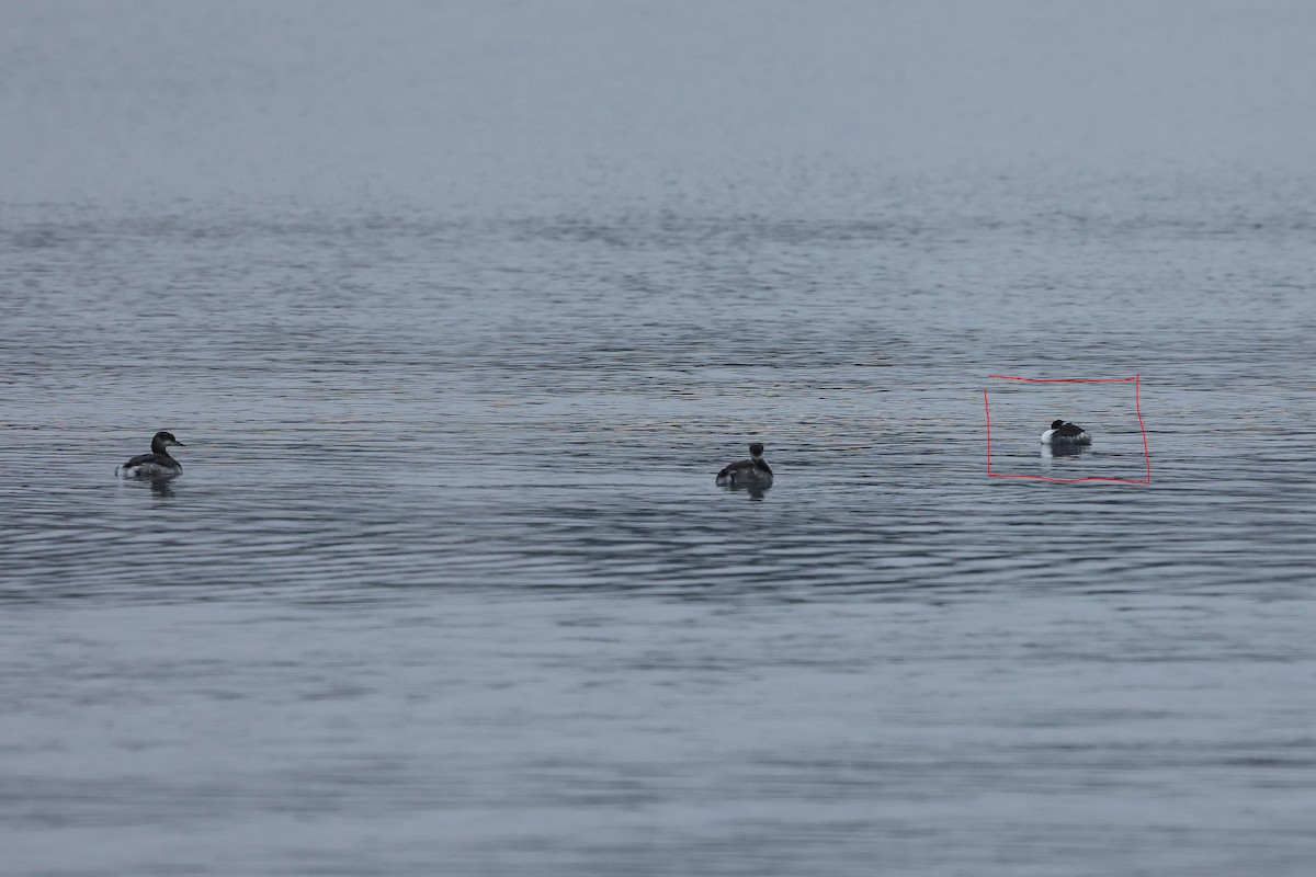Eared Grebe - ML647083884