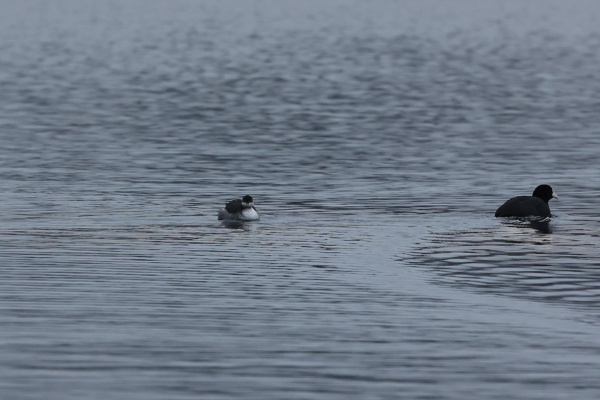 Eared Grebe - ML647083885