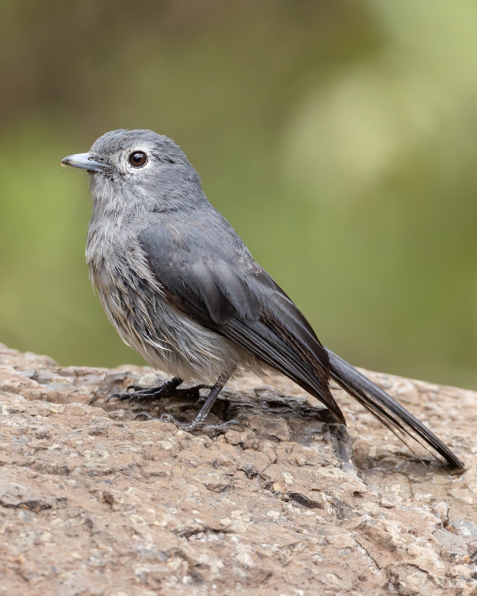 White-eyed Slaty-Flycatcher - ML647083887