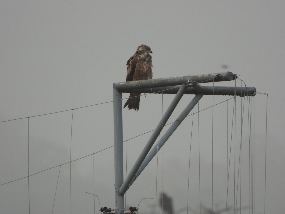 Black Kite - ML647083915