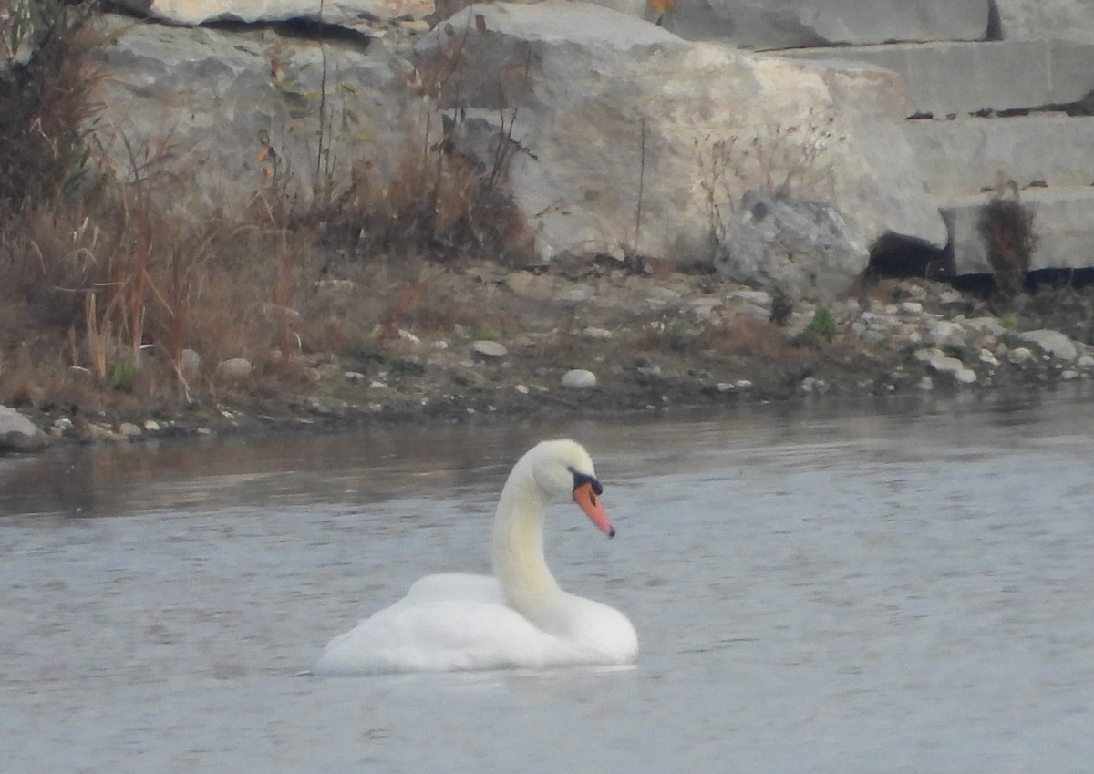 Лебідь-шипун - ML647083918