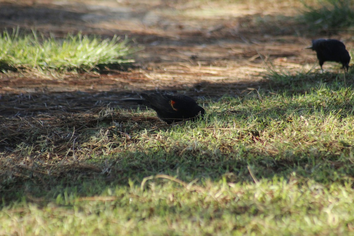 Red-winged Blackbird - ML647083920