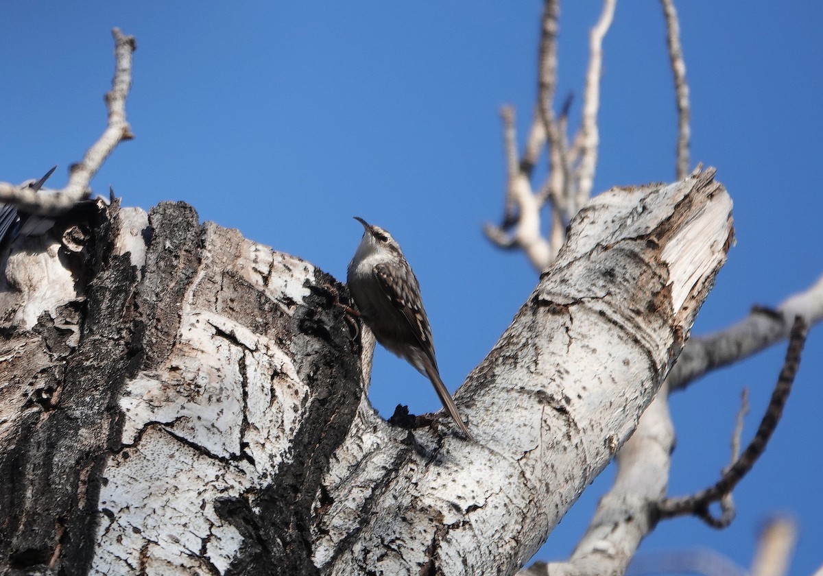 タンシキバシリ - ML647083924