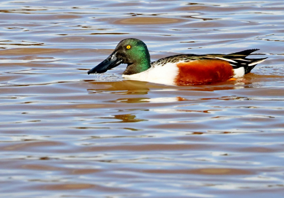 lžičák pestrý - ML647083932