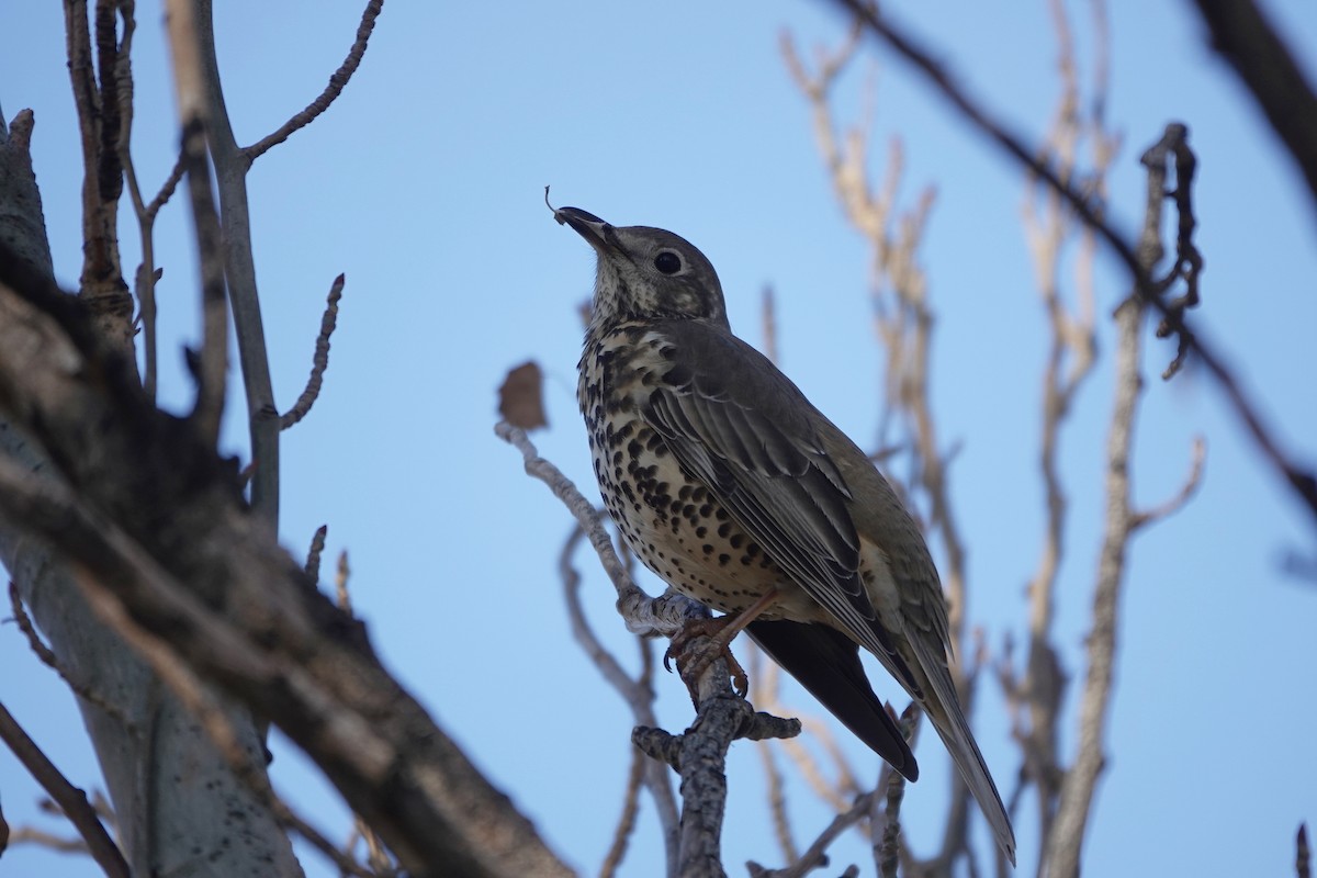 ヤドリギツグミ - ML647083934