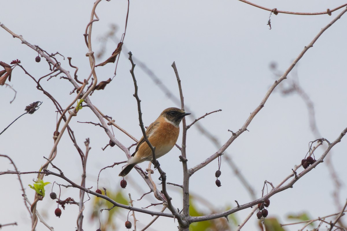 European Stonechat - ML647083937